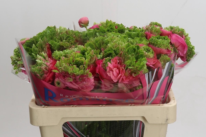 <h4>Ranunculus Romance Crown Sisteron</h4>