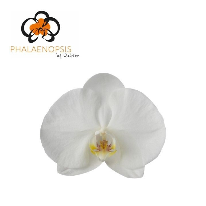 <h4>Phalaenopsis Sensation White</h4>