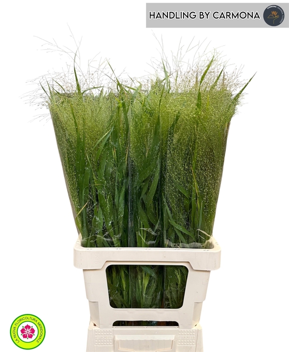 <h4>Panic Vi Fontaine 80 Cm</h4>