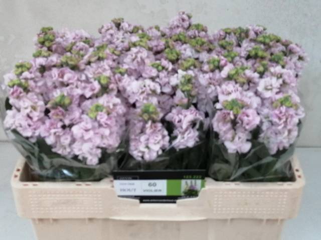 <h4>MATTH IMPALA CHER BL</h4>