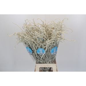 Amaranthus Yearming Desert