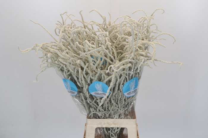<h4>Amaranthus Yearming Desert</h4>