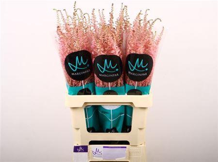 <h4>Astil Ar Erika</h4>