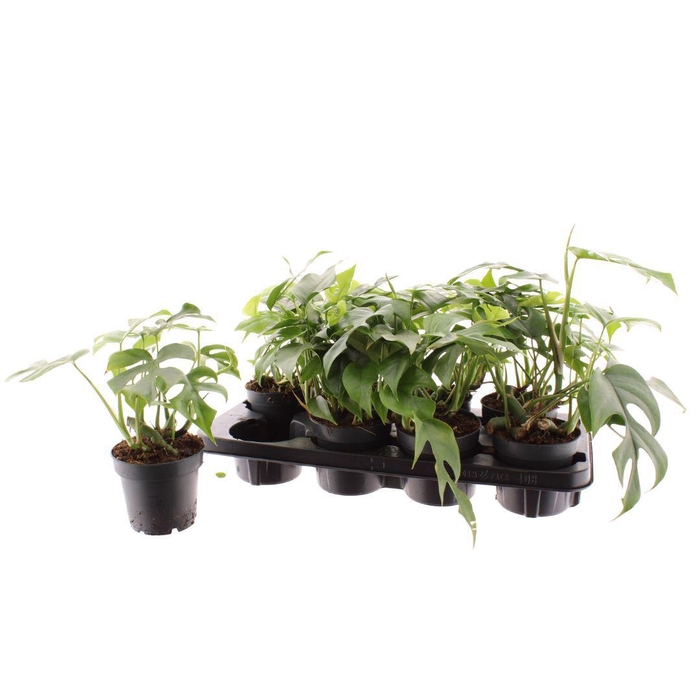 <h4>MONSTERA OV</h4>