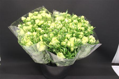 <h4>Ran Moderna Limoncello</h4>