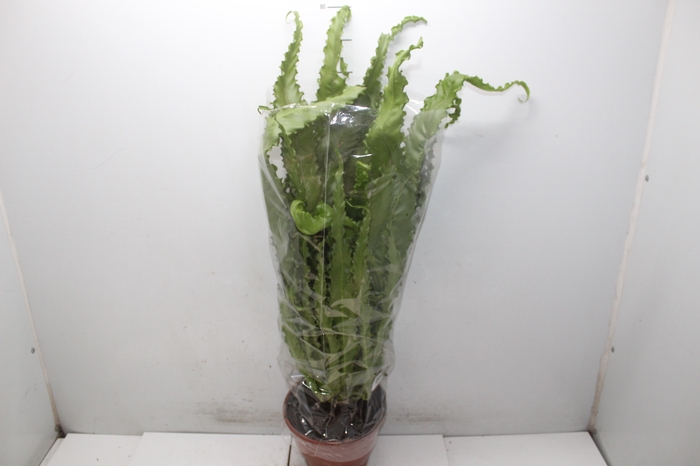 <h4>ASPLENIUM OSAKA CRESPO P19</h4>