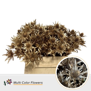 Eryngium Antique