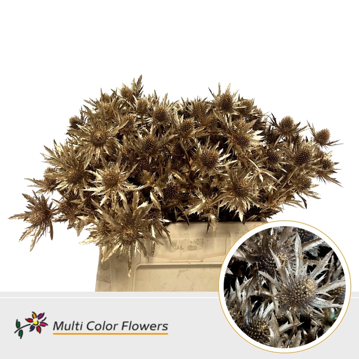 <h4>Eryngium Antique</h4>