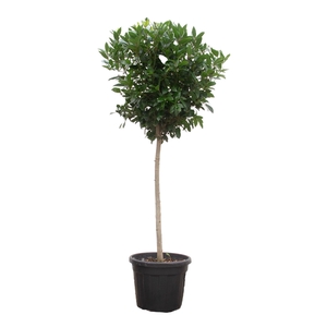 Laurus Nobilis op stam - 200cm