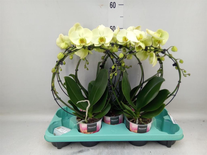 <h4>Phalaenopsis   ...</h4>