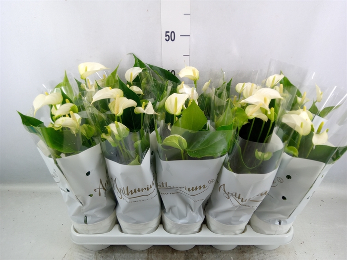 <h4>Anthurium andr. 'White Champion'</h4>