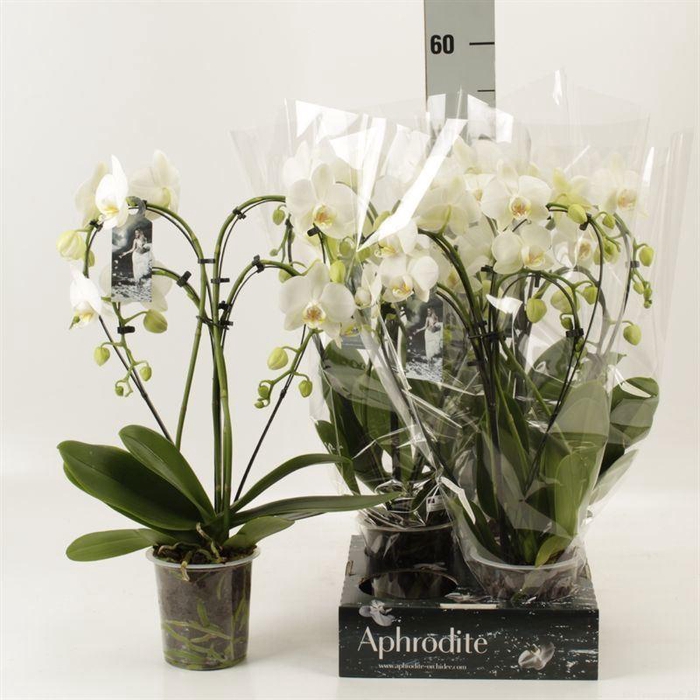 <h4>Phalaenopsis   ...</h4>