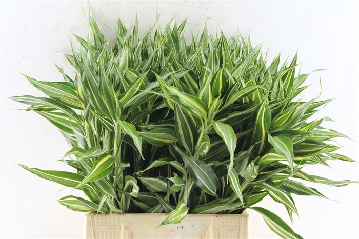 <h4>Sandriana Victory</h4>