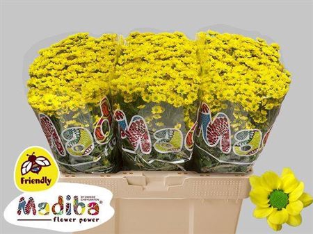 <h4>Chr S Madiba Ringa Yellow</h4>