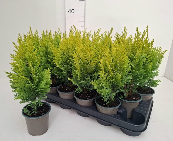 <h4>CHAM L ELLWOODS EMP</h4>