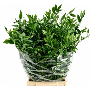 Ruscus aculeatus   ...klein blad