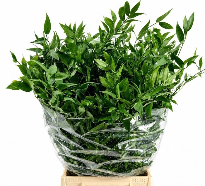 <h4>Ruscus aculeatus   ...klein blad</h4>