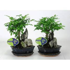 Ligustrum sinensis, 16 cm., with rock, with driptray