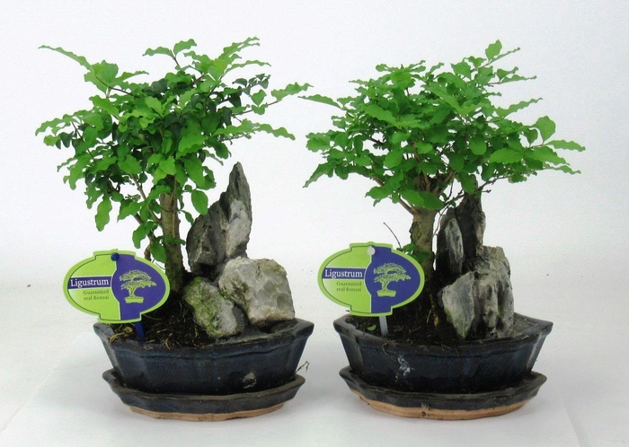 <h4>Ligustrum sinensis, 16 cm., with rock, with driptray</h4>