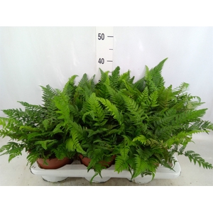 Athyrium   ...