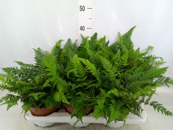 <h4>Athyrium   ...</h4>