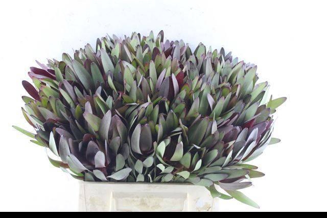 <h4>LEUCAD SAF SUNSET</h4>