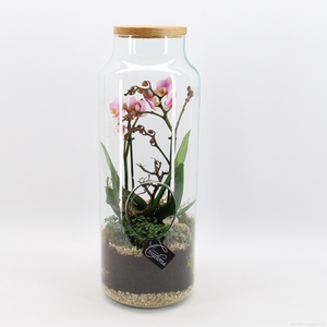 PHAL-2418RZ Phalaenopsis creatie terrarium