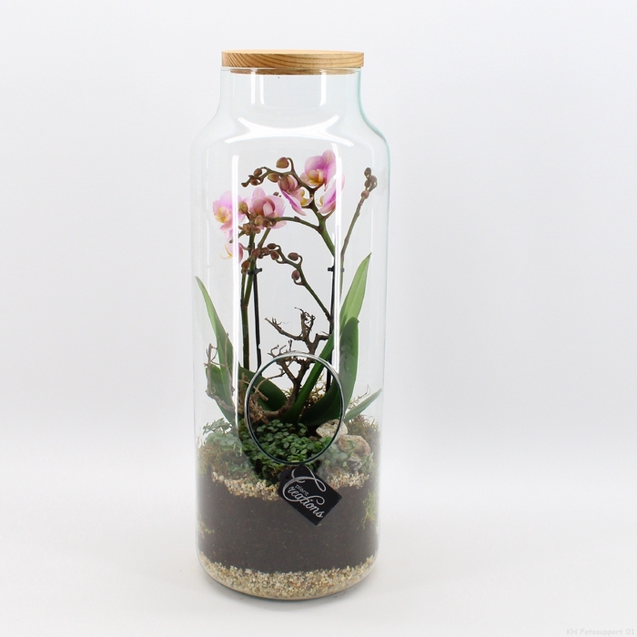 PHAL-2418RZ Phalaenopsis creatie terrarium