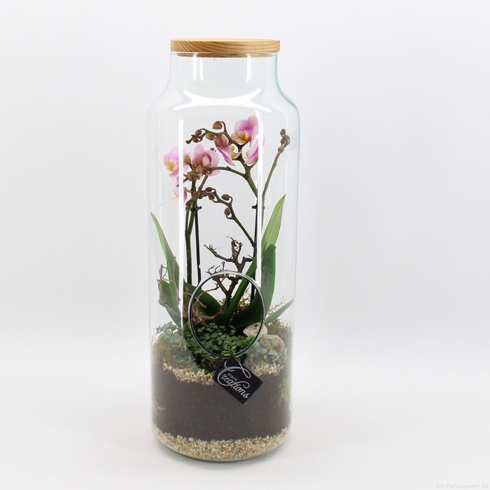 <h4>PHAL-2418RZ Phalaenopsis creatie terrarium</h4>