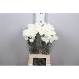 Di St Moonlight White