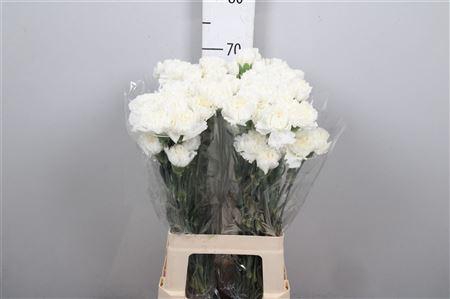 <h4>Di St Moonlight White</h4>
