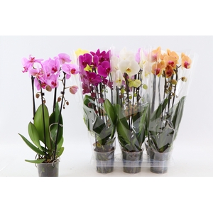 PHAL EL CASCADE