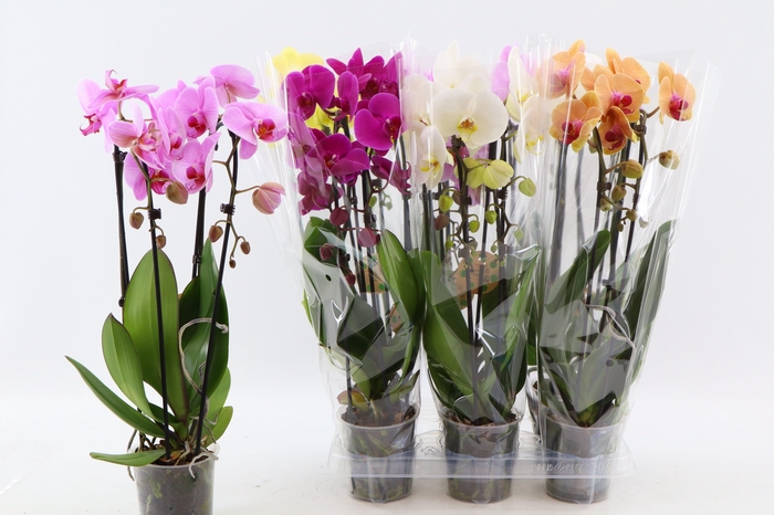 <h4>PHAL EL CASCADE</h4>