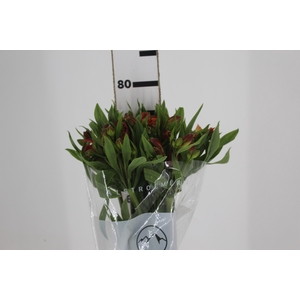 ALSTROEMERIA CINNAMON 080 CM
