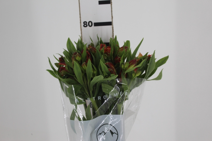 <h4>ALSTROEMERIA CINNAMON 080 CM</h4>