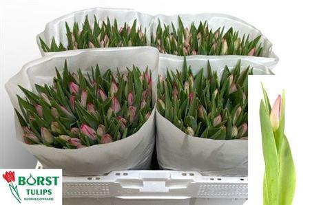 <h4>Tu En Joelle</h4>