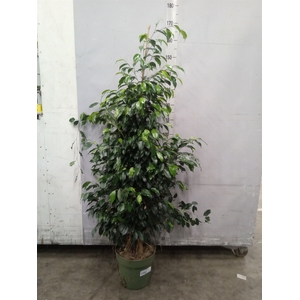 Ficus benja. 'Danielle'