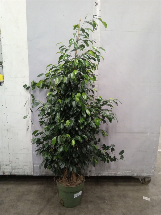 <h4>Ficus benja. 'Danielle'</h4>