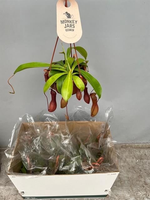 <h4>Nepenthes alata</h4>