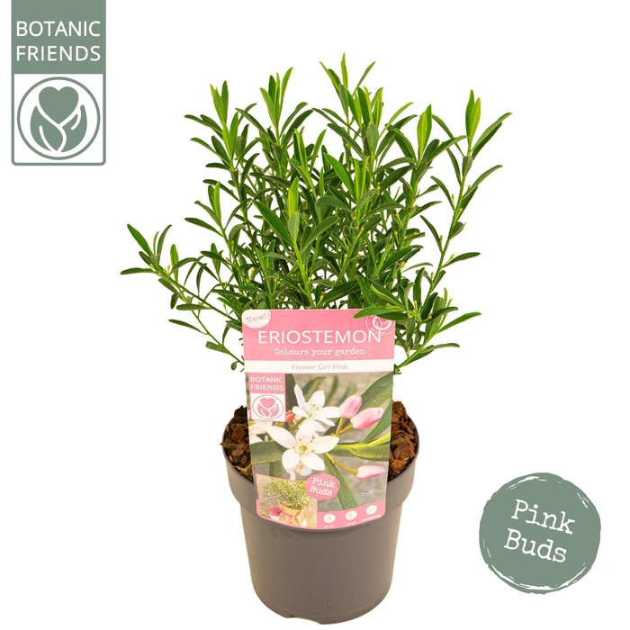 <h4>Eriostemon myoporoides 'Flower Girl Pink'</h4>