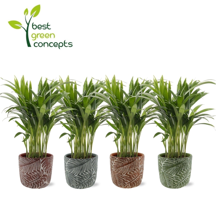 <h4>DYPSIS LUTESCENS</h4>
