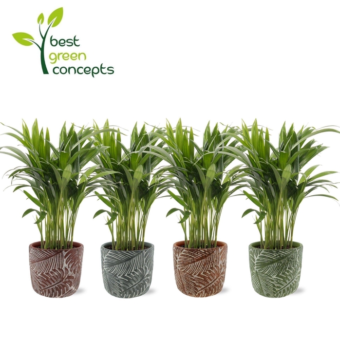 <h4>DYPSIS LUTESCENS</h4>
