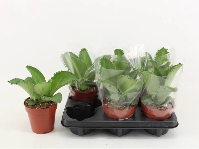 <h4>KALANCHOE DAIGREMONT</h4>
