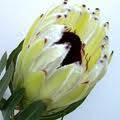 Protea White Rhino