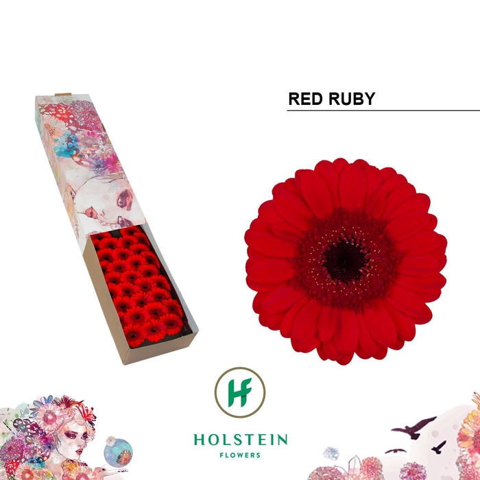 <h4>Germini Red Ruby Doos</h4>