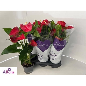 ANTHU AN BAMBINO RED