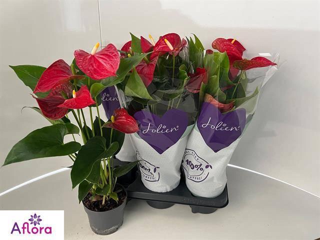 <h4>ANTHU AN BAMBINO RED</h4>