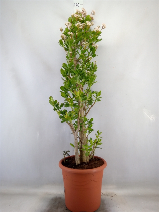 <h4>Crassula ovata</h4>