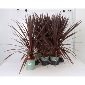 CORD AUS RED STAR