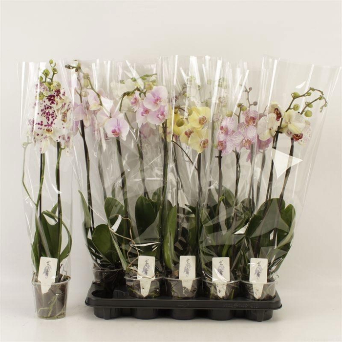 <h4>PHAL GEM 6 KL</h4>
